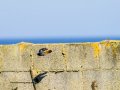 Colirrojo Tizón - Phoenicurus ochruros - Cotxa fumada