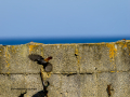 Colirrojo Tizón - Phoenicurus ochruros - Cotxa fumada
