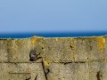 Colirrojo Tizón - Phoenicurus ochruros - Cotxa fumada