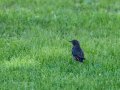 Colirrojo Tizón - Phoenicurus ochruros - Cotxa fumada