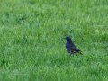 Colirrojo Tizón - Phoenicurus ochruros - Cotxa fumada