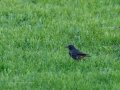 Colirrojo Tizón - Phoenicurus ochruros - Cotxa fumada