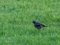 Colirrojo Tizón - Phoenicurus ochruros - Cotxa fumada