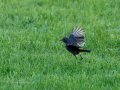 Colirrojo Tizón - Phoenicurus ochruros - Cotxa fumada