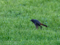 Colirrojo Tizón - Phoenicurus ochruros - Cotxa fumada