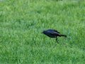 Colirrojo Tizón - Phoenicurus ochruros - Cotxa fumada