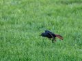 Colirrojo Tizón - Phoenicurus ochruros - Cotxa fumada