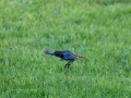 Colirrojo Tizón - Phoenicurus ochruros - Cotxa fumada