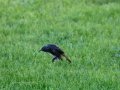 Colirrojo Tizón - Phoenicurus ochruros - Cotxa fumada