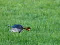 Colirrojo Tizón - Phoenicurus ochruros - Cotxa fumada