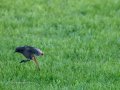 Colirrojo Tizón - Phoenicurus ochruros - Cotxa fumada