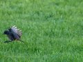 Colirrojo Tizón - Phoenicurus ochruros - Cotxa fumada