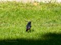 Colirrojo Tizón - Phoenicurus ochruros - Cotxa fumada