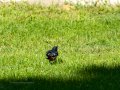Colirrojo Tizón - Phoenicurus ochruros - Cotxa fumada