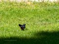 Colirrojo Tizón - Phoenicurus ochruros - Cotxa fumada