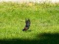 Colirrojo Tizón - Phoenicurus ochruros - Cotxa fumada