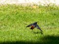 Colirrojo Tizón - Phoenicurus ochruros - Cotxa fumada