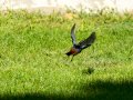 Colirrojo Tizón - Phoenicurus ochruros - Cotxa fumada