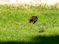 Colirrojo Tizón - Phoenicurus ochruros - Cotxa fumada