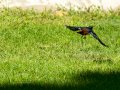 Colirrojo Tizón - Phoenicurus ochruros - Cotxa fumada