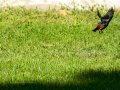 Colirrojo Tizón - Phoenicurus ochruros - Cotxa fumada