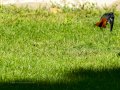 Colirrojo Tizón - Phoenicurus ochruros - Cotxa fumada