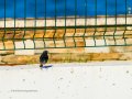 Colirrojo Tizón - Phoenicurus ochruros - Cotxa fumada