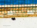 Colirrojo Tizón - Phoenicurus ochruros - Cotxa fumada