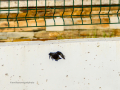 Colirrojo Tizón - Phoenicurus ochruros - Cotxa fumada