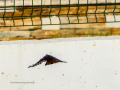Colirrojo Tizón - Phoenicurus ochruros - Cotxa fumada