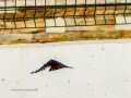 Colirrojo Tizón - Phoenicurus ochruros - Cotxa fumada