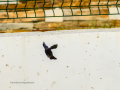 Colirrojo Tizón - Phoenicurus ochruros - Cotxa fumada