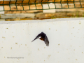 Colirrojo Tizón - Phoenicurus ochruros - Cotxa fumada