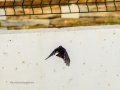 Colirrojo Tizón - Phoenicurus ochruros - Cotxa fumada