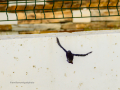 Colirrojo Tizón - Phoenicurus ochruros - Cotxa fumada