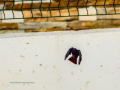 Colirrojo Tizón - Phoenicurus ochruros - Cotxa fumada