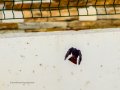 Colirrojo Tizón - Phoenicurus ochruros - Cotxa fumada