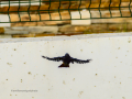 Colirrojo Tizón - Phoenicurus ochruros - Cotxa fumada