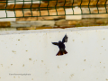 Colirrojo Tizón - Phoenicurus ochruros - Cotxa fumada