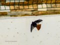 Colirrojo Tizón - Phoenicurus ochruros - Cotxa fumada