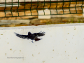 Colirrojo Tizón - Phoenicurus ochruros - Cotxa fumada