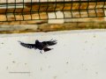 Colirrojo Tizón - Phoenicurus ochruros - Cotxa fumada