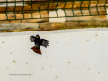 Colirrojo Tizón - Phoenicurus ochruros - Cotxa fumada
