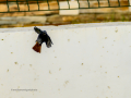 Colirrojo Tizón - Phoenicurus ochruros - Cotxa fumada