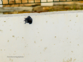 Colirrojo Tizón - Phoenicurus ochruros - Cotxa fumada