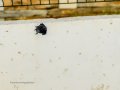 Colirrojo Tizón - Phoenicurus ochruros - Cotxa fumada