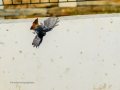 Colirrojo Tizón - Phoenicurus ochruros - Cotxa fumada