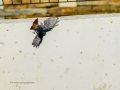 Colirrojo Tizón - Phoenicurus ochruros - Cotxa fumada