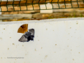 Colirrojo Tizón - Phoenicurus ochruros - Cotxa fumada
