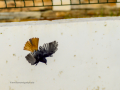 Colirrojo Tizón - Phoenicurus ochruros - Cotxa fumada